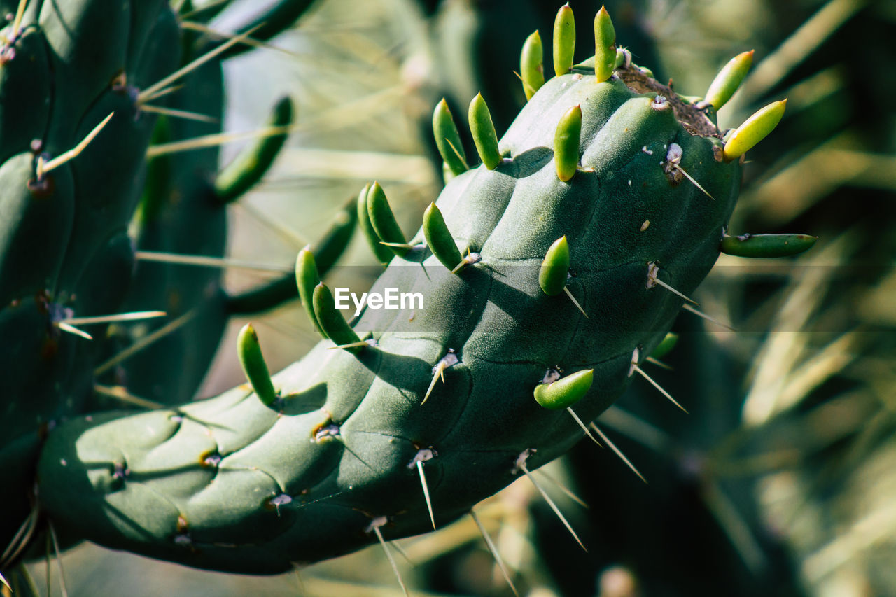 CLOSE-UP OF CACTUS PLANT