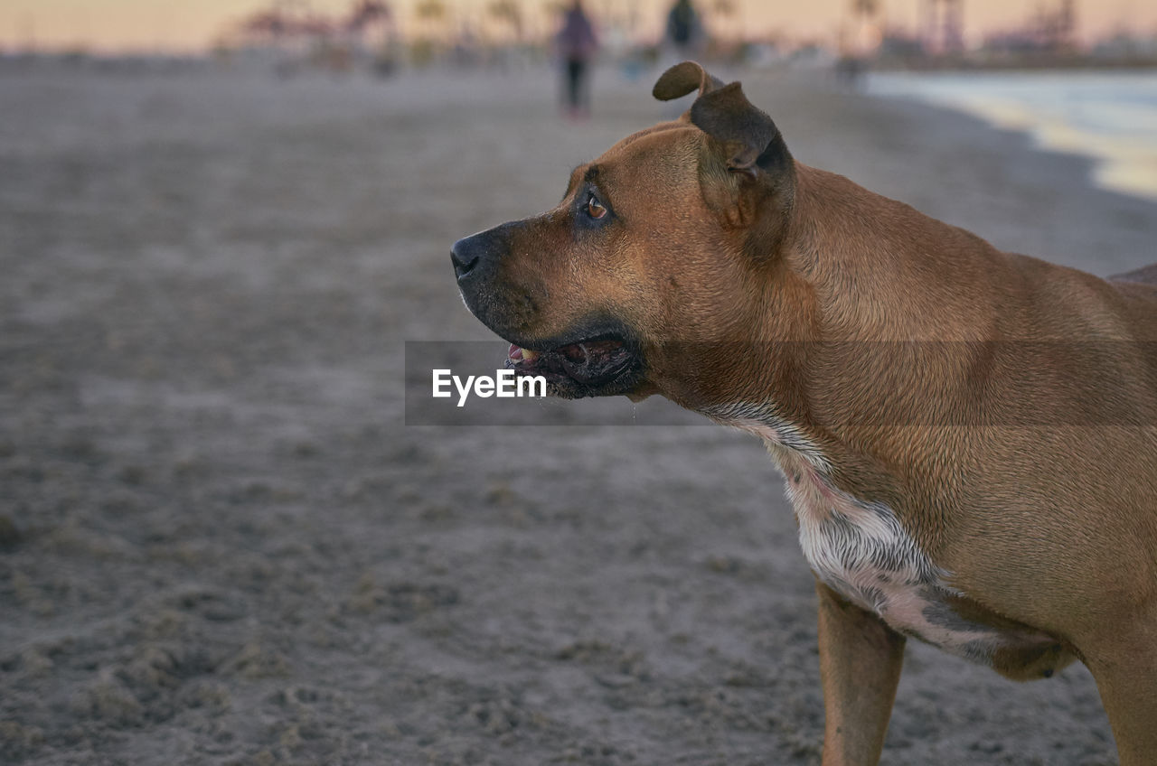 SIDE VIEW OF A DOG LOOKING AWAY ON BEACH