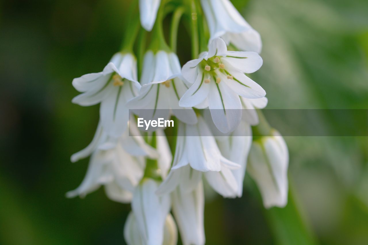 Close-up of white flowers blooming in park