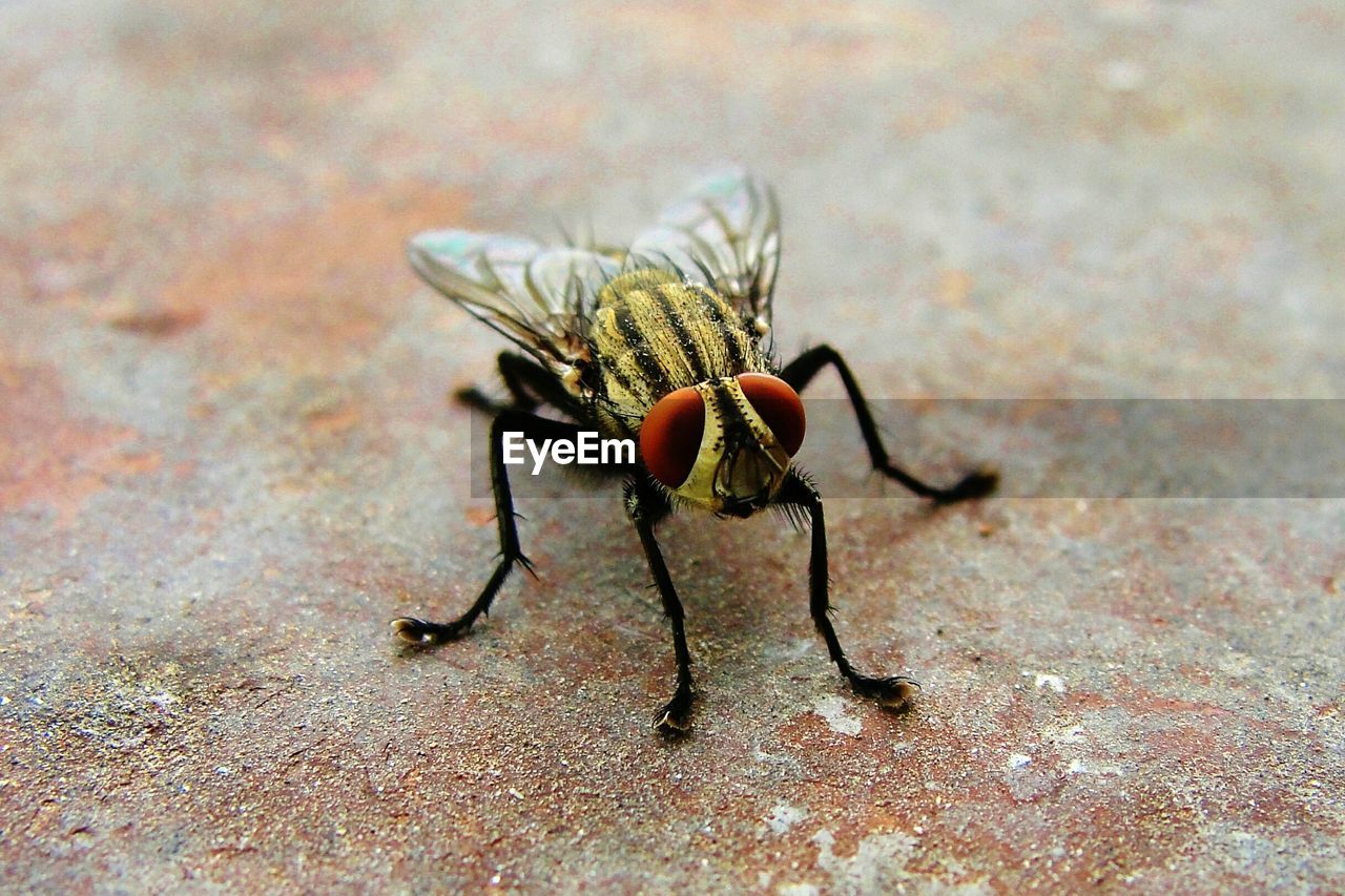 Macro shot of housefly