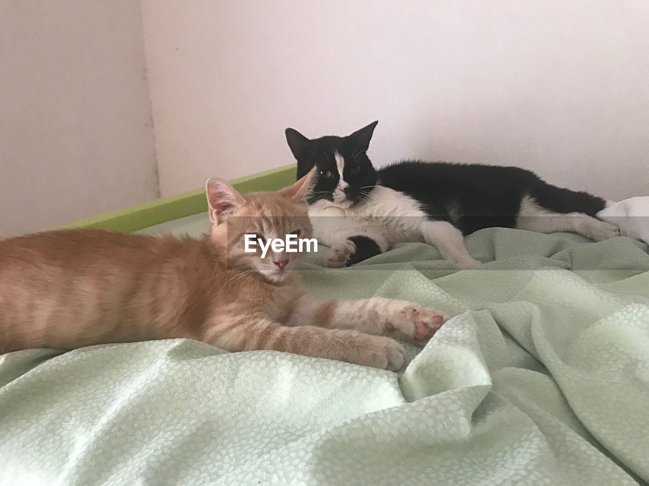 CATS RESTING ON BED