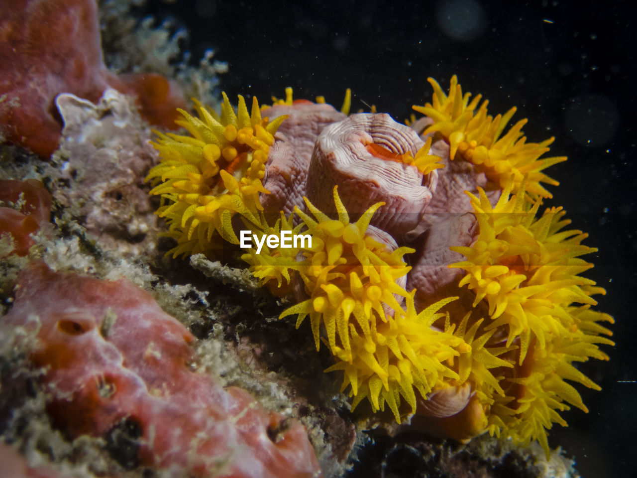 CLOSE-UP OF CORAL UNDERWATER