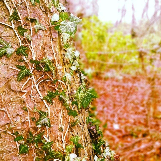 CLOSE-UP OF PLANTS