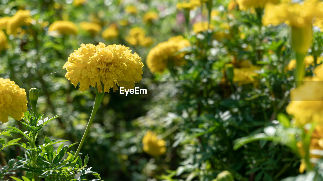 CLOSE-UP OF FLOWERING PLANT