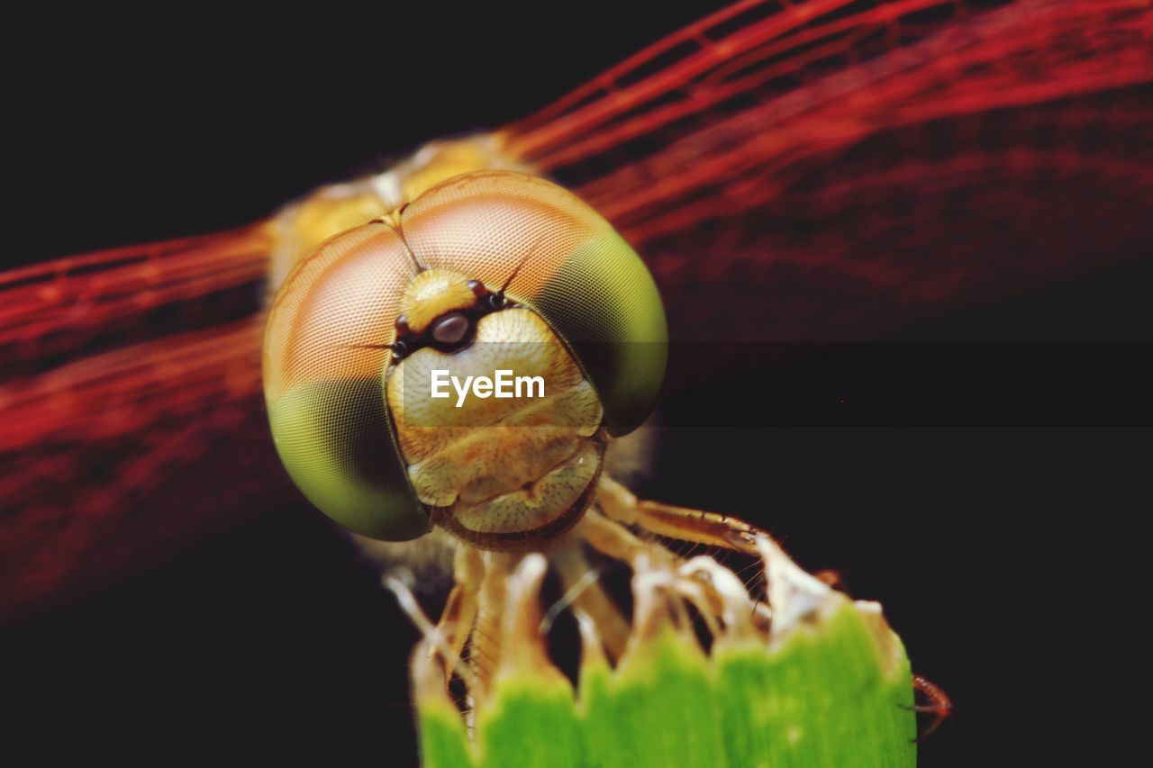 CLOSE-UP OF AN INSECT ON LEAF