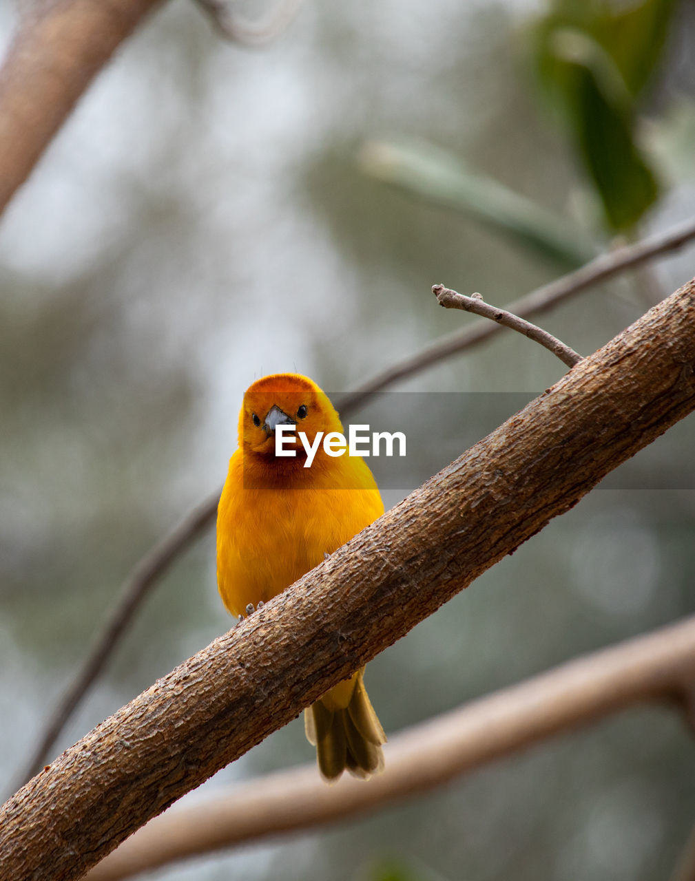 CLOSE-UP OF BIRD PERCHING ON TREE