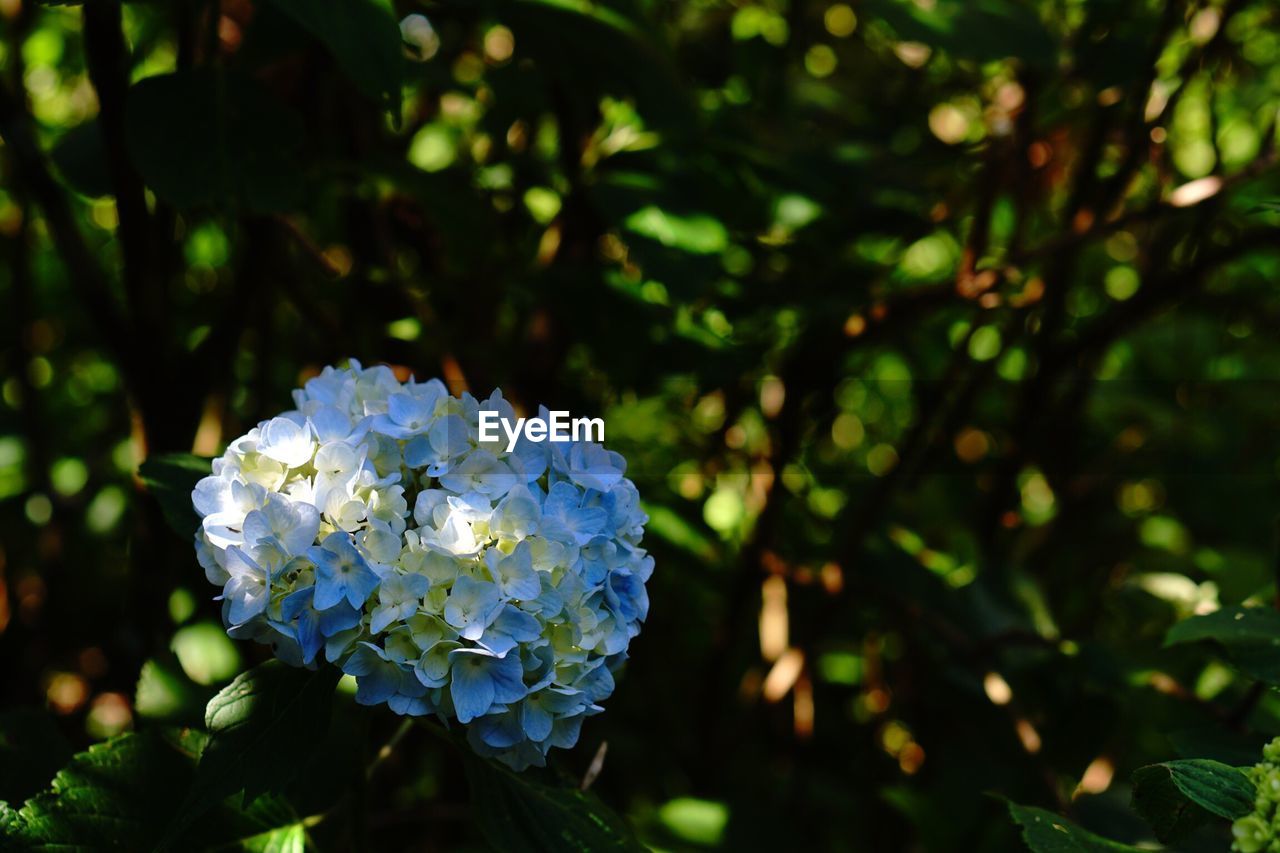 Close-up of purple flowers blooming outdoors