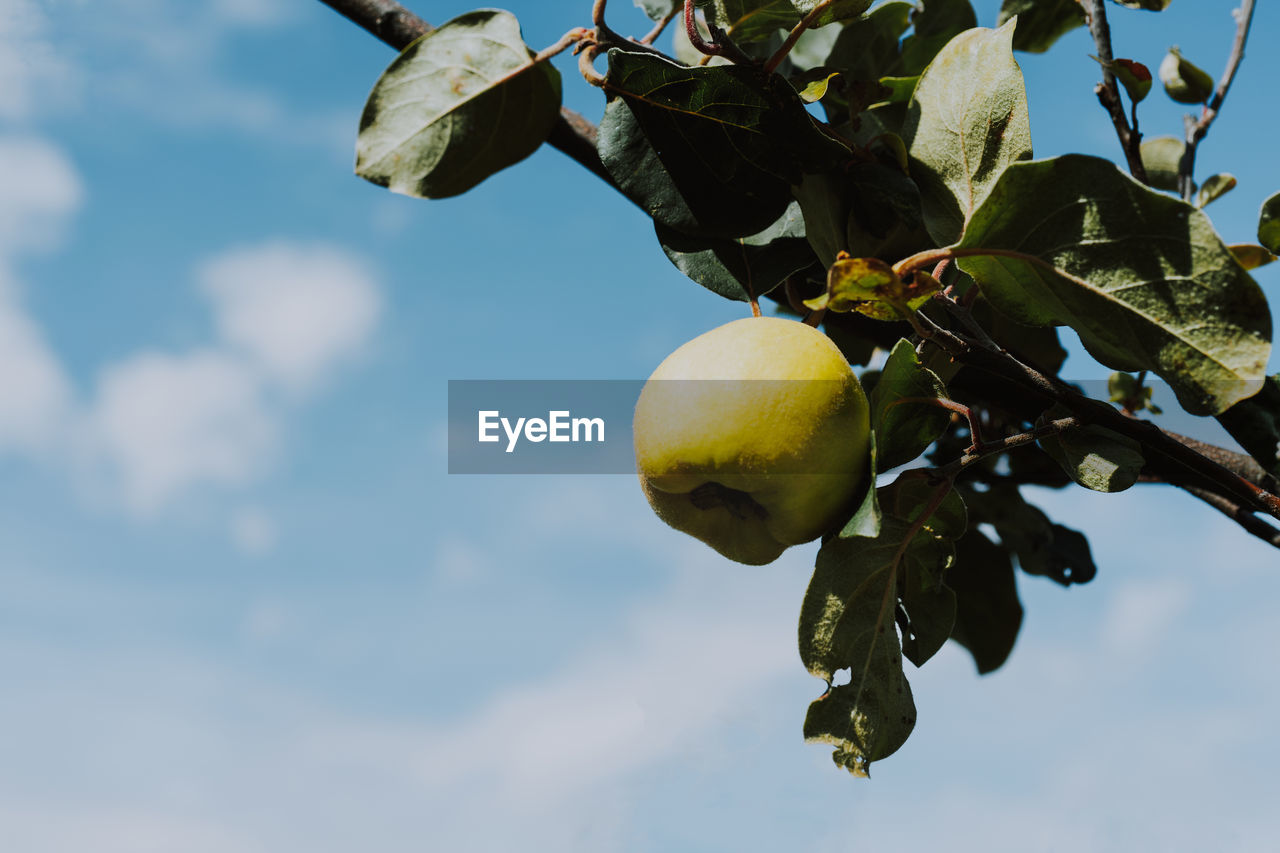 CLOSE-UP OF FRUITS GROWING ON TREE