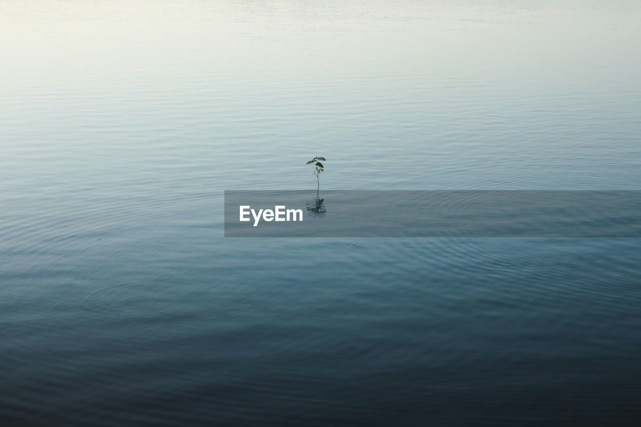 HIGH ANGLE VIEW OF DUCK IN LAKE