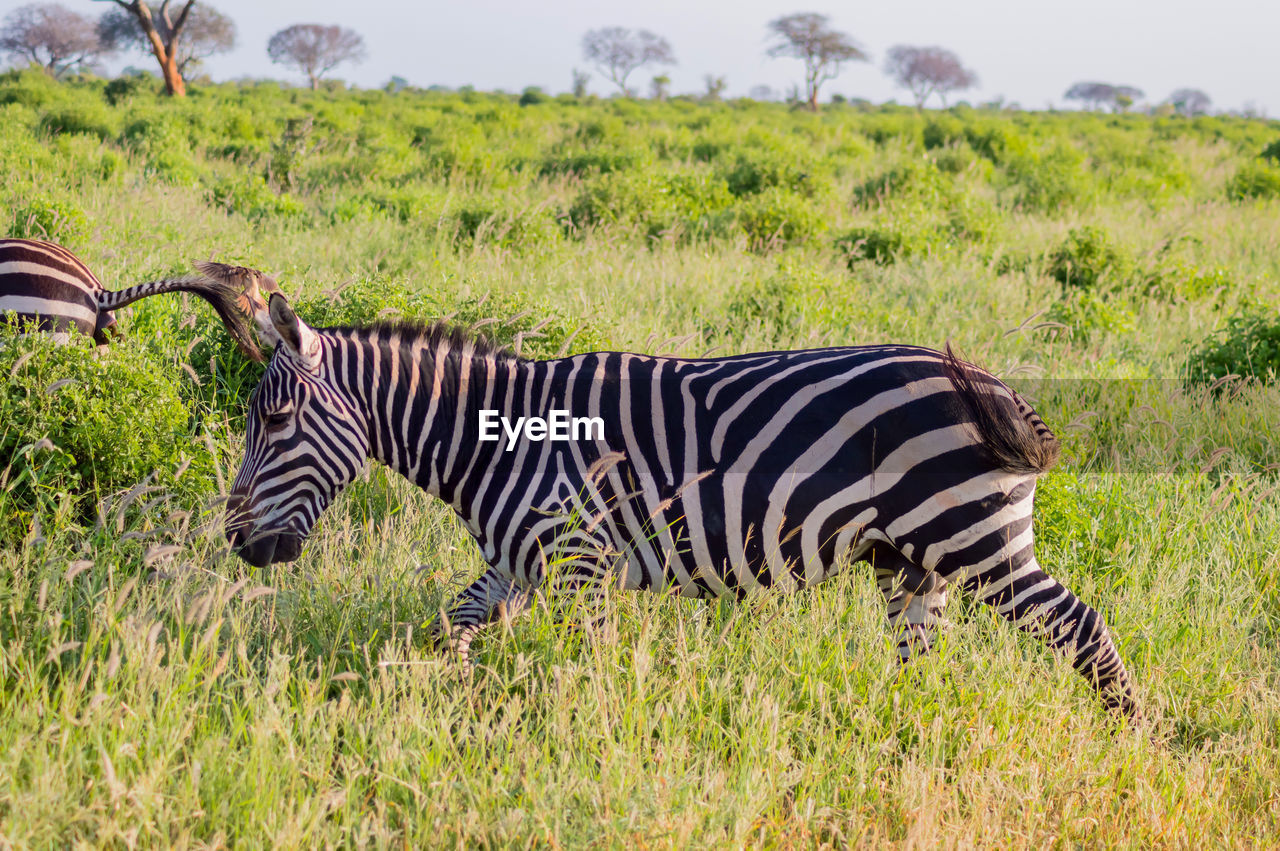 Solitary zebra in the tall grass of the savannah of tsavo east park in kenya