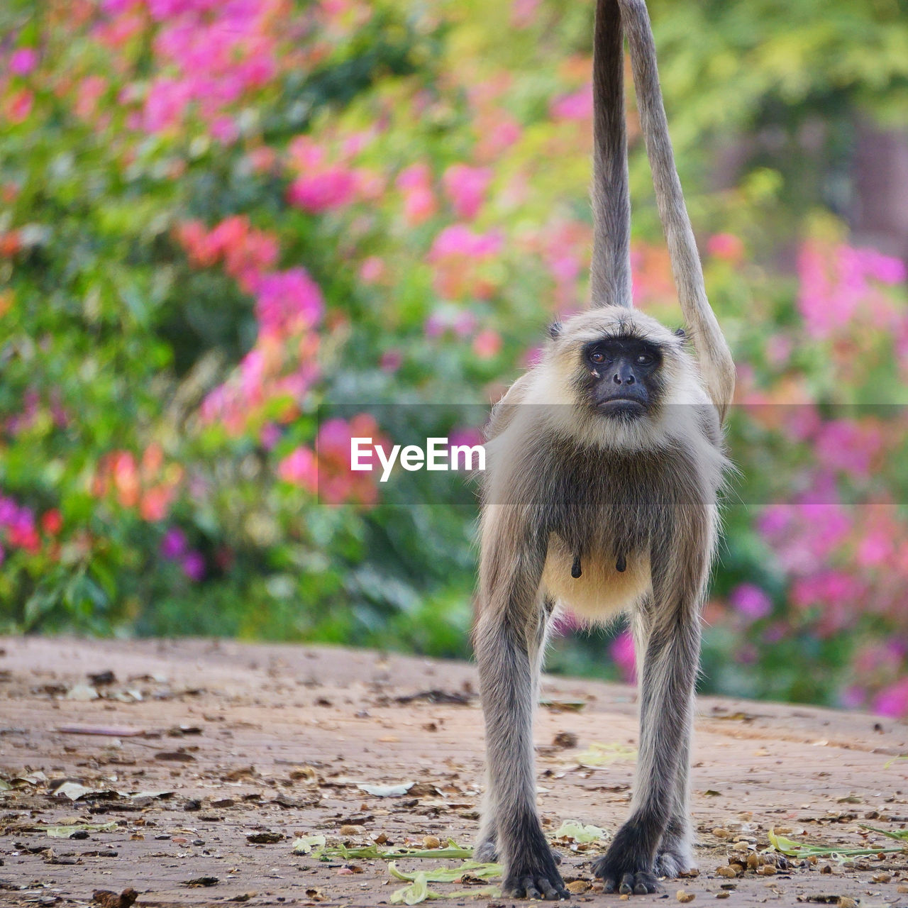 A wild monkey is standing in a park in jodhpur, with blooming boghenvilia in the background