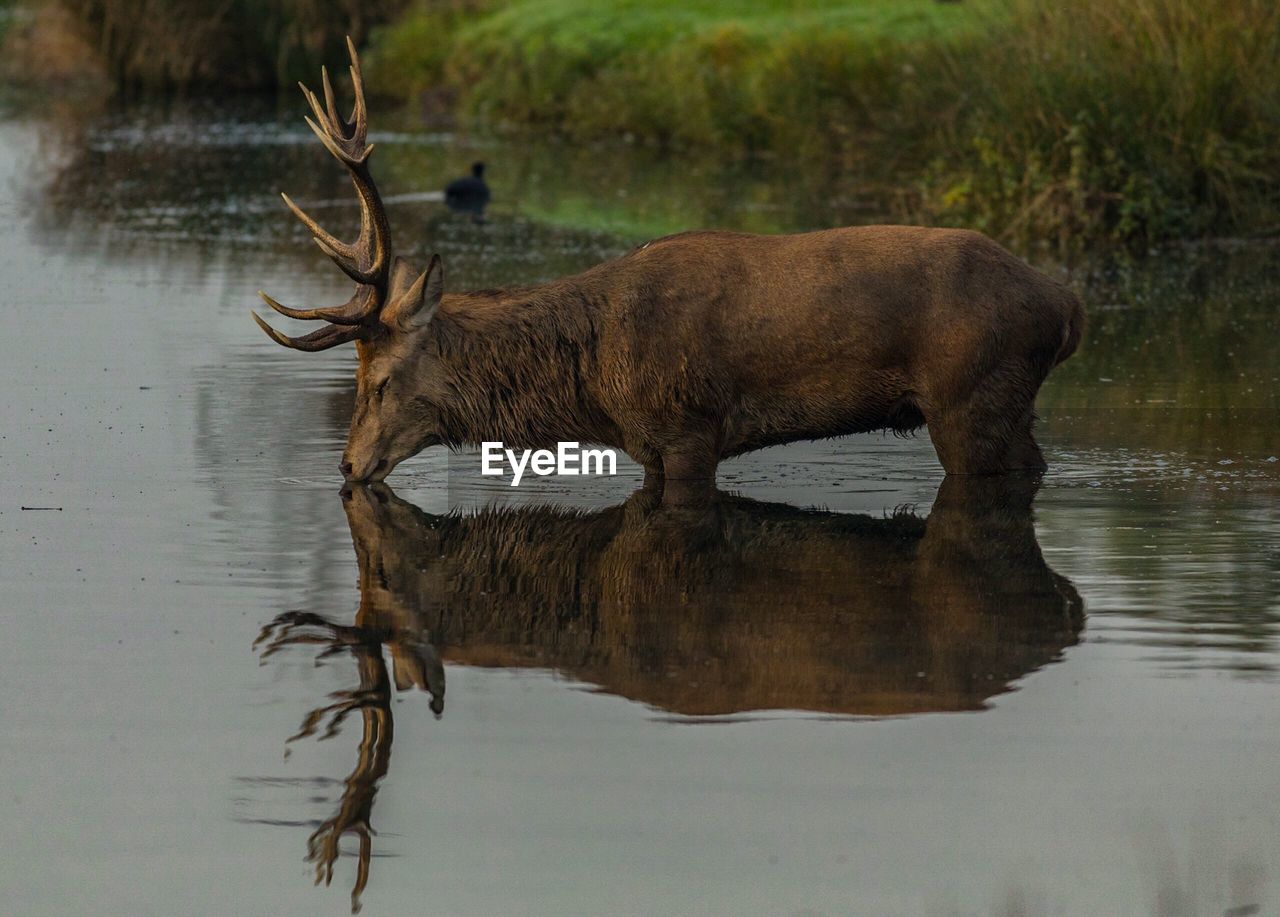Moose drinking water in lake