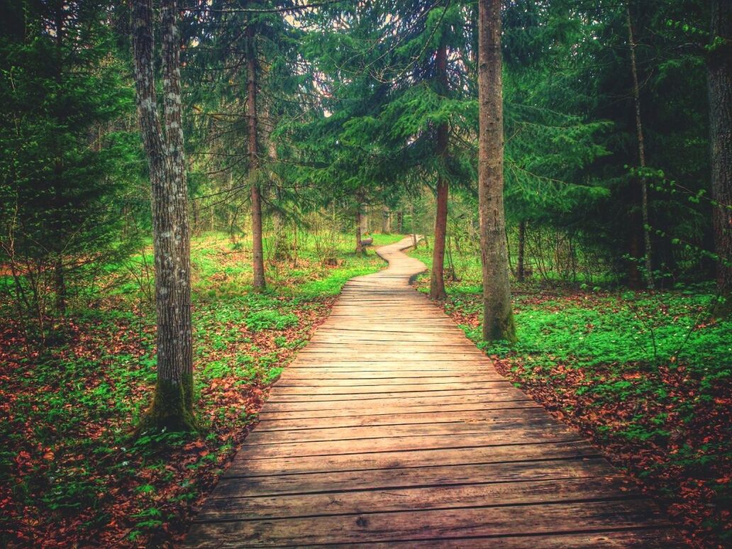 Pathway amidst trees in forest