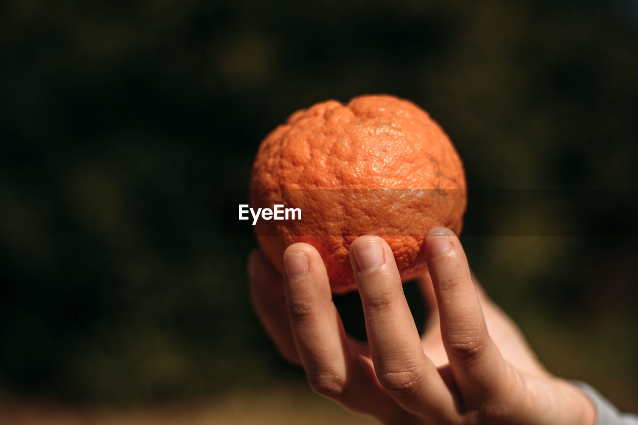 Cropped hand holding orange fruit outdoors