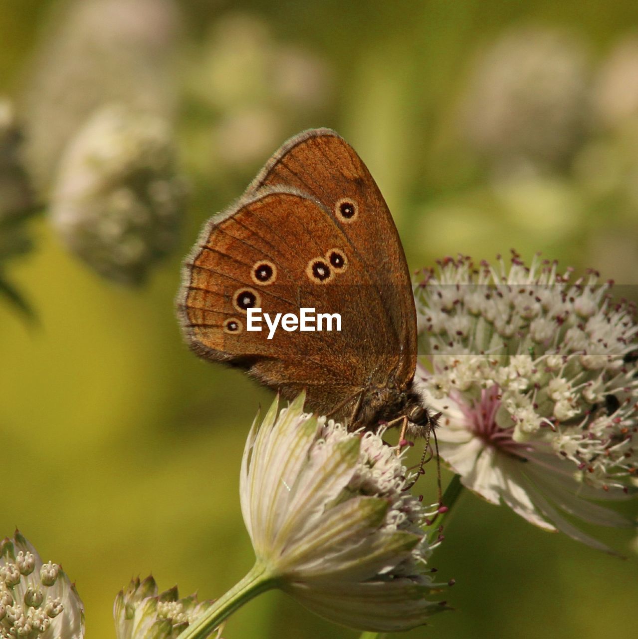 Close-up of butterfly pollinating on flower