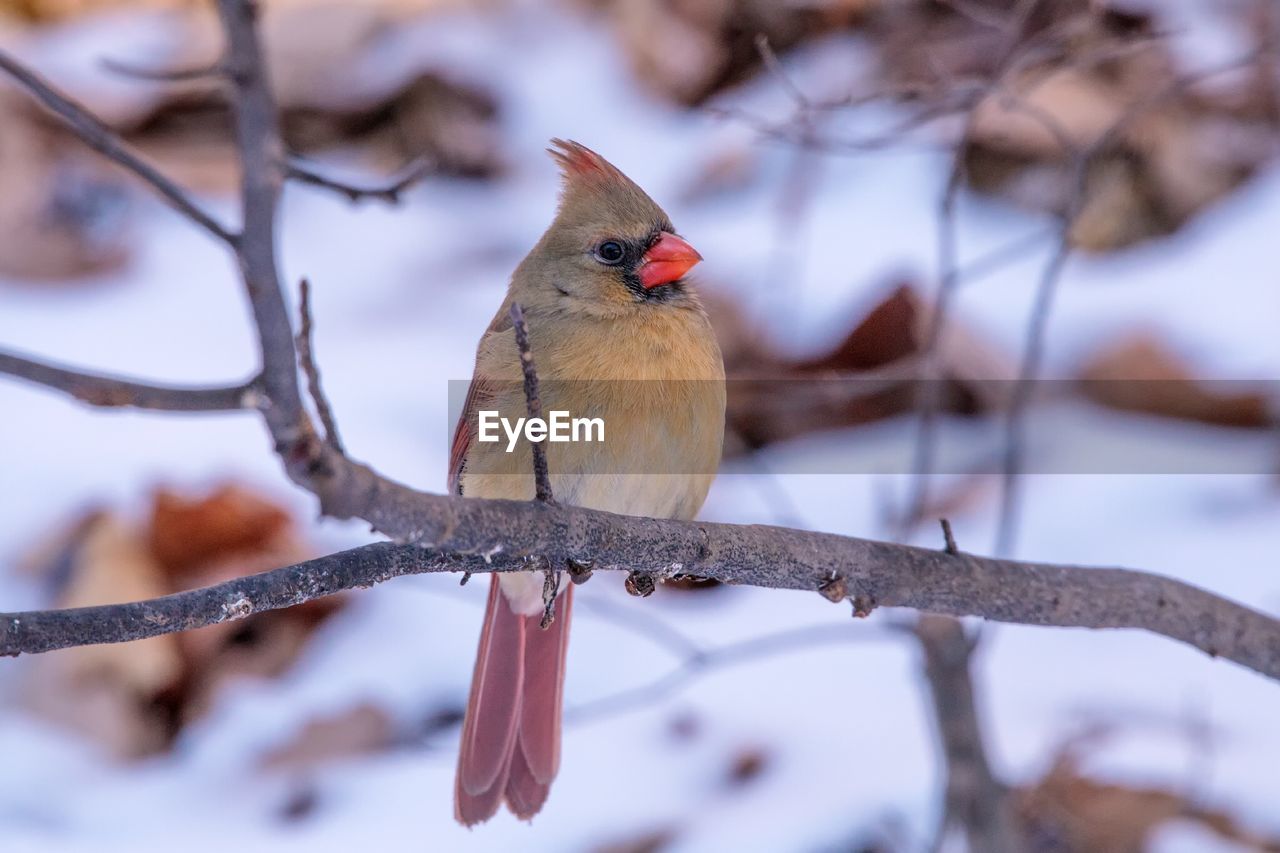 CLOSE-UP OF SPARROW PERCHING ON BRANCH