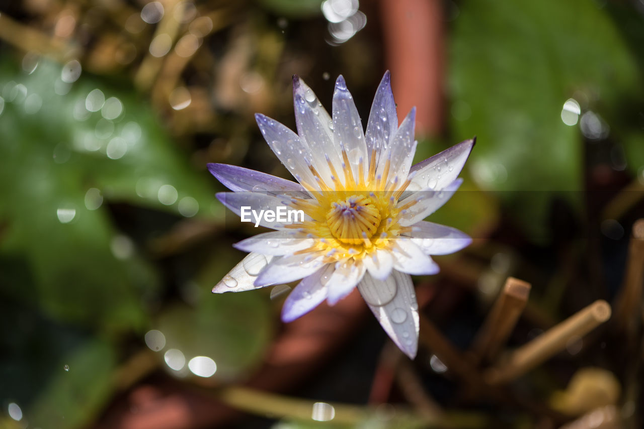 CLOSE-UP OF WHITE DAISY FLOWER