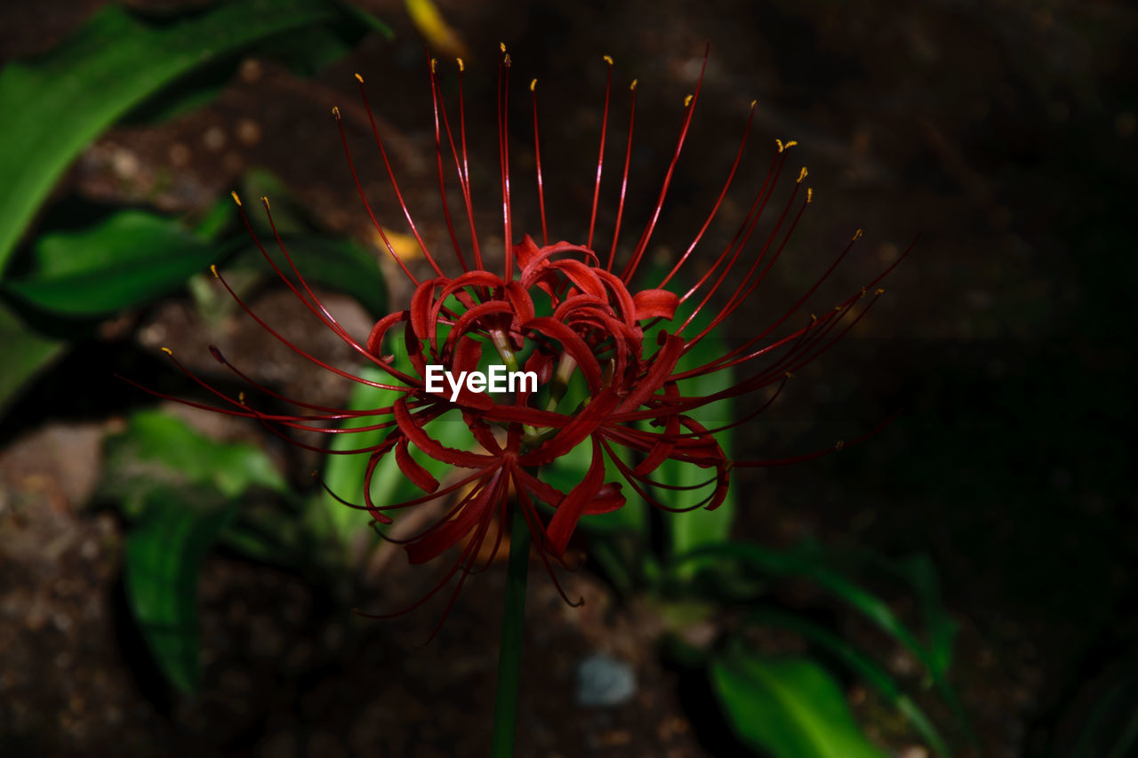CLOSE-UP OF RED FLOWER ON PLANT