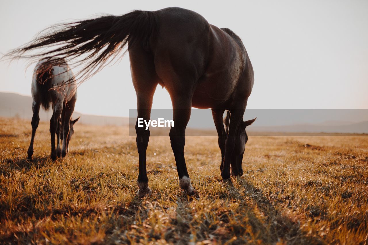 Horses grazing on field