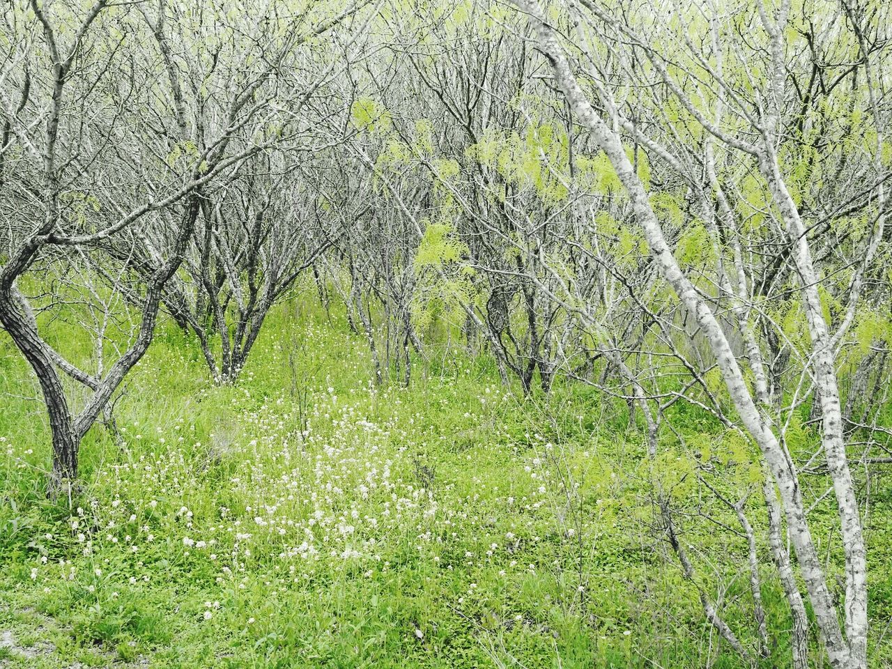 Scenic view of grassy field