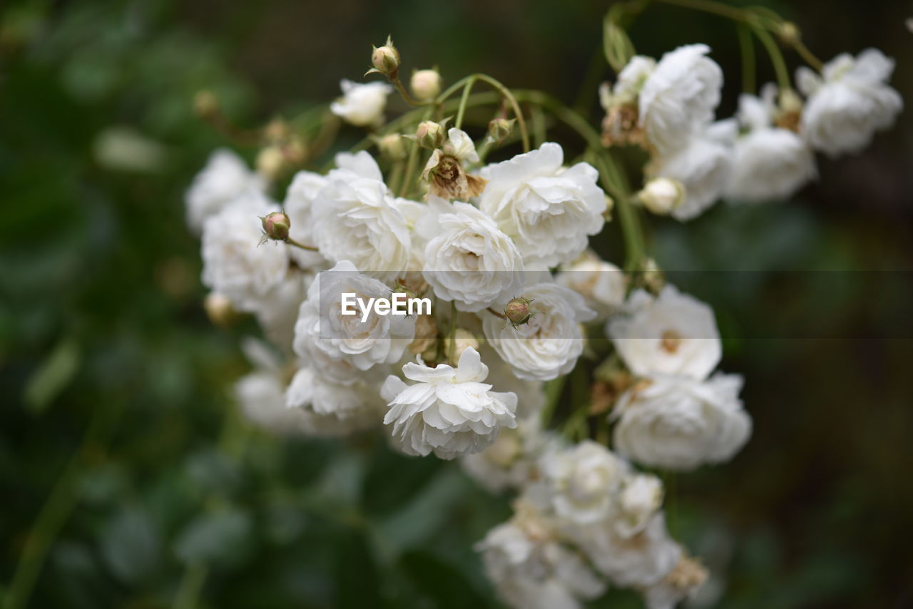 Close-up of white flowering plant