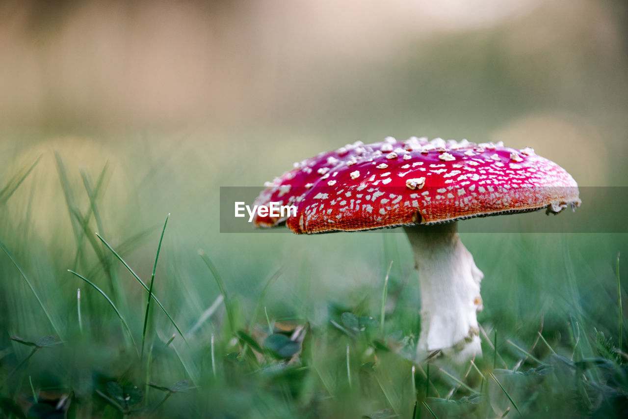 fungus, nature, mushroom, plant, vegetable, food, close-up, macro photography, grass, growth, land, red, green, fly agaric mushroom, forest, beauty in nature, flower, no people, freshness, toadstool, autumn, field, outdoors, leaf, poisonous, food and drink, selective focus, agaric, fragility, tree, day, plant stem, focus on foreground, environment, surface level