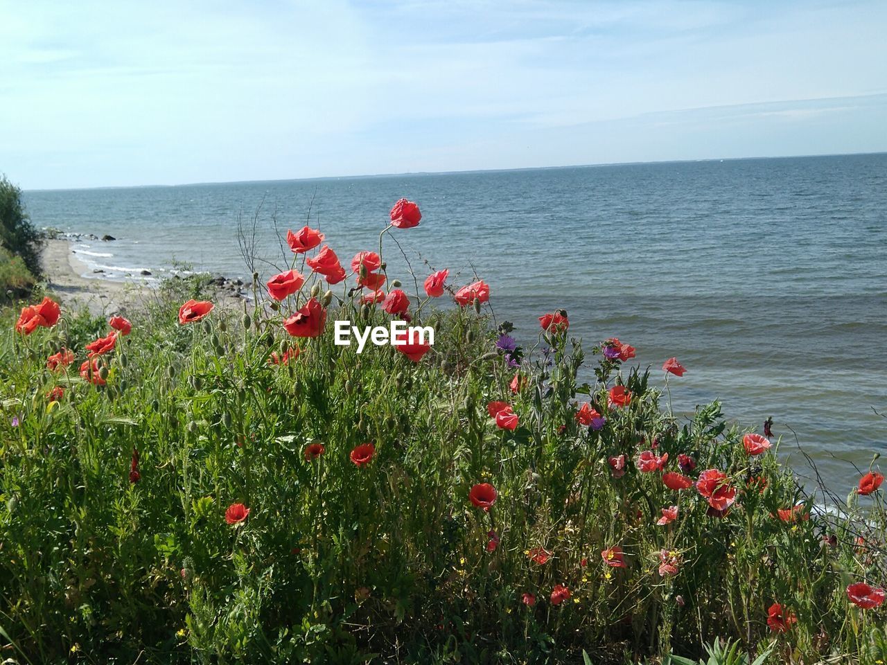 RED POPPIES BLOOMING IN SEA AGAINST SKY