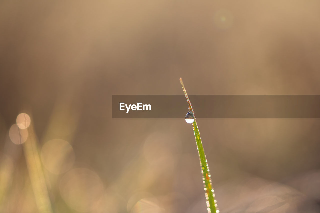 close-up, macro photography, sunlight, yellow, moisture, nature, plant, leaf, flower, dew, focus on foreground, no people, light, beauty in nature, outdoors, green, grass, branch, growth, selective focus, tranquility, day, copy space, lens flare, environment, water, reflection
