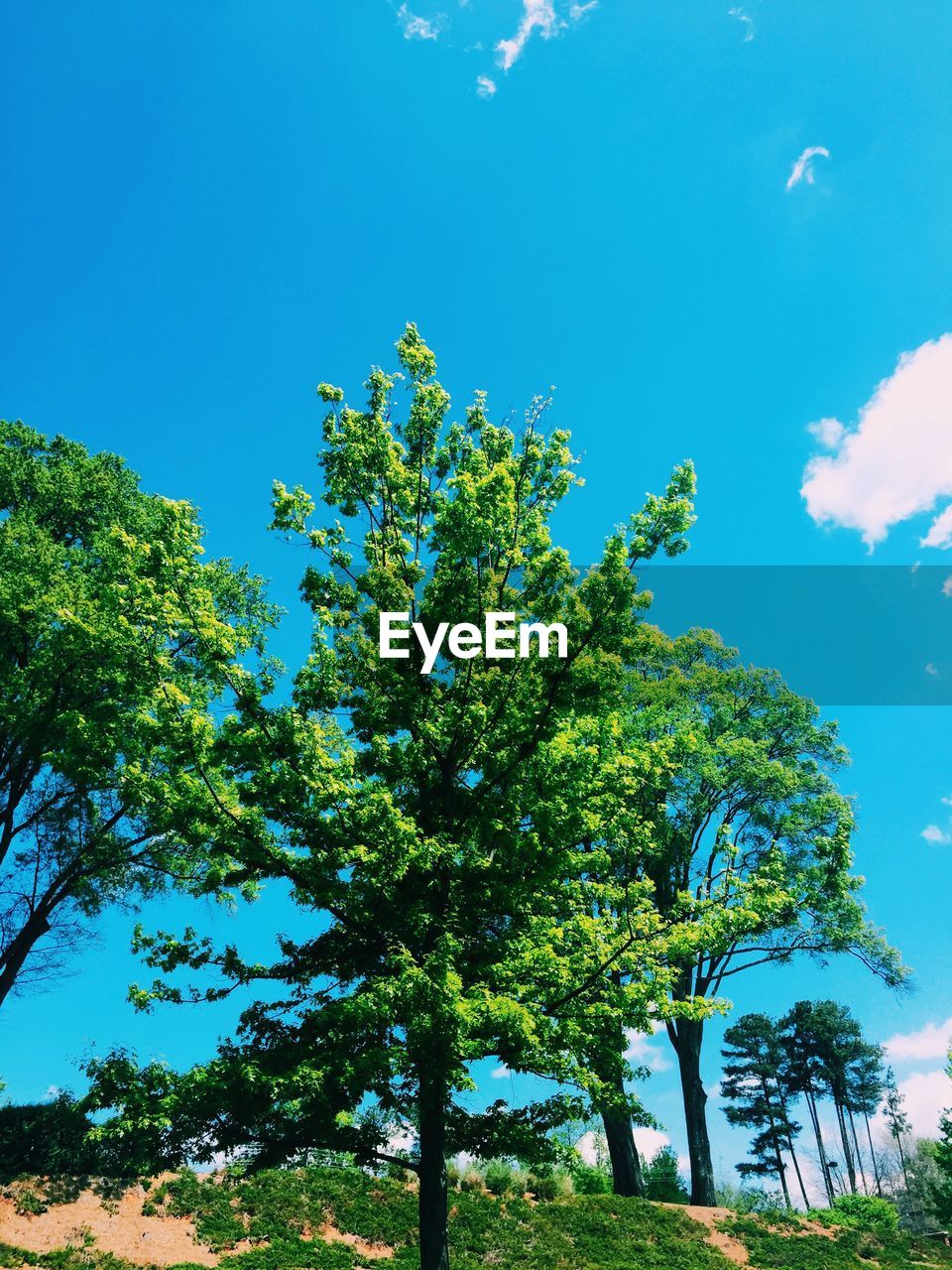 LOW ANGLE VIEW OF TREES AGAINST SKY