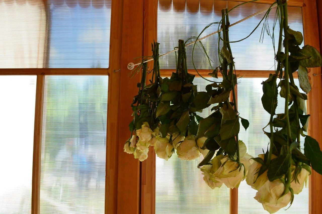 Close-up of roses hanging by closed window