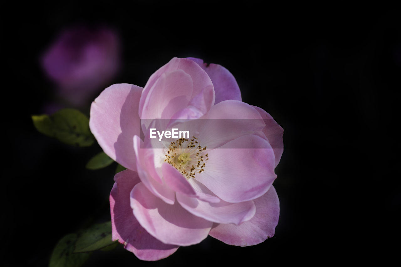 Close-up of pink rose against black background