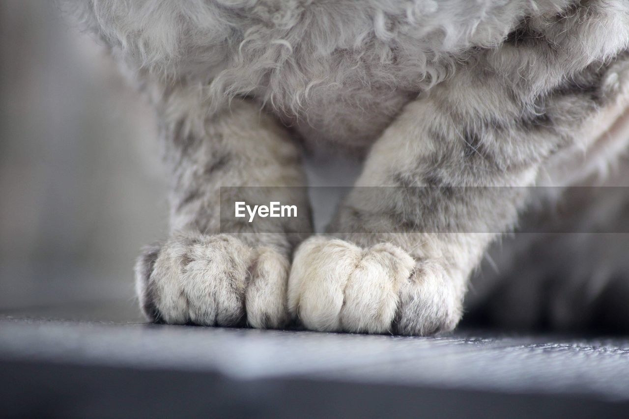 Devon rex cat - the paws
