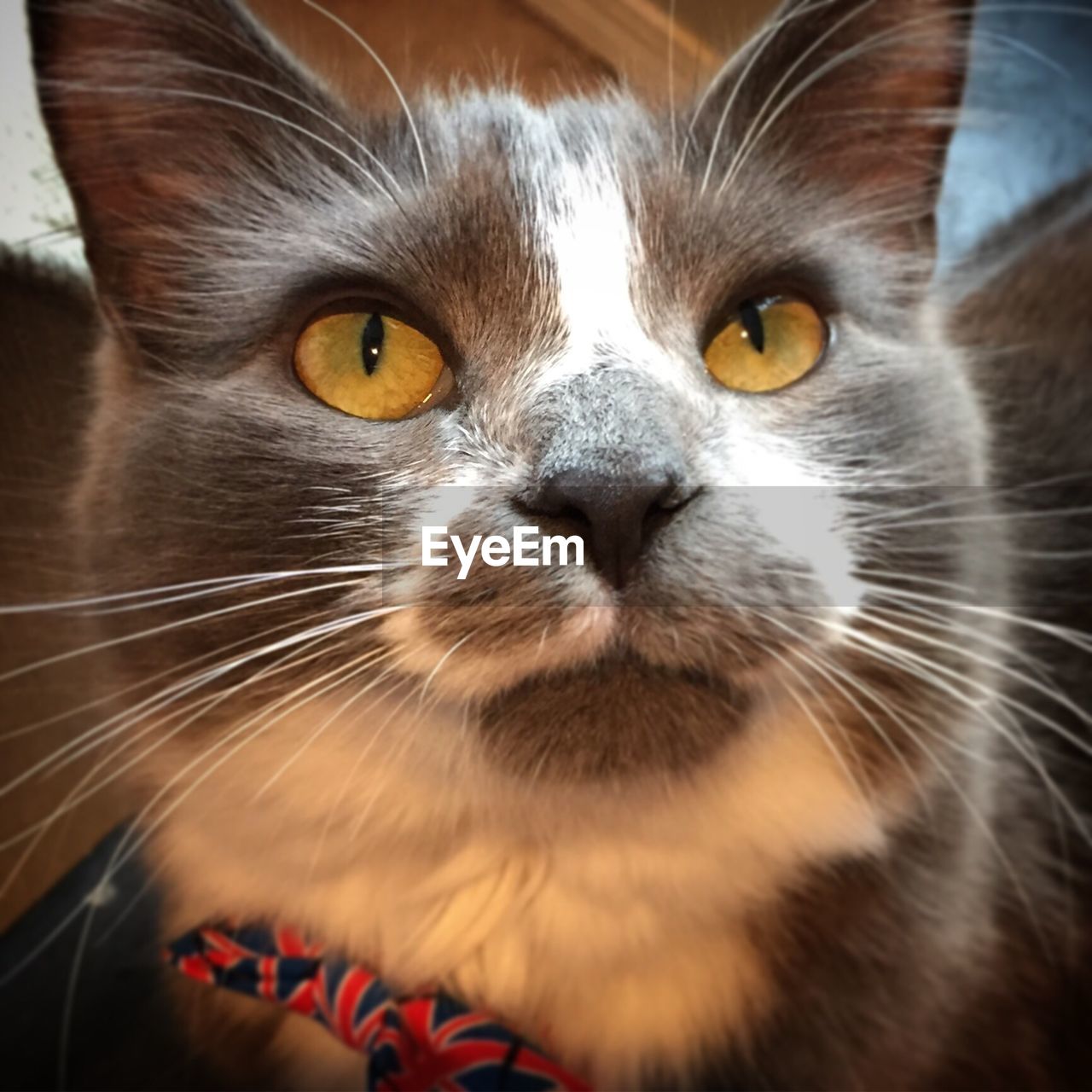 CLOSE-UP PORTRAIT OF CAT ON BED