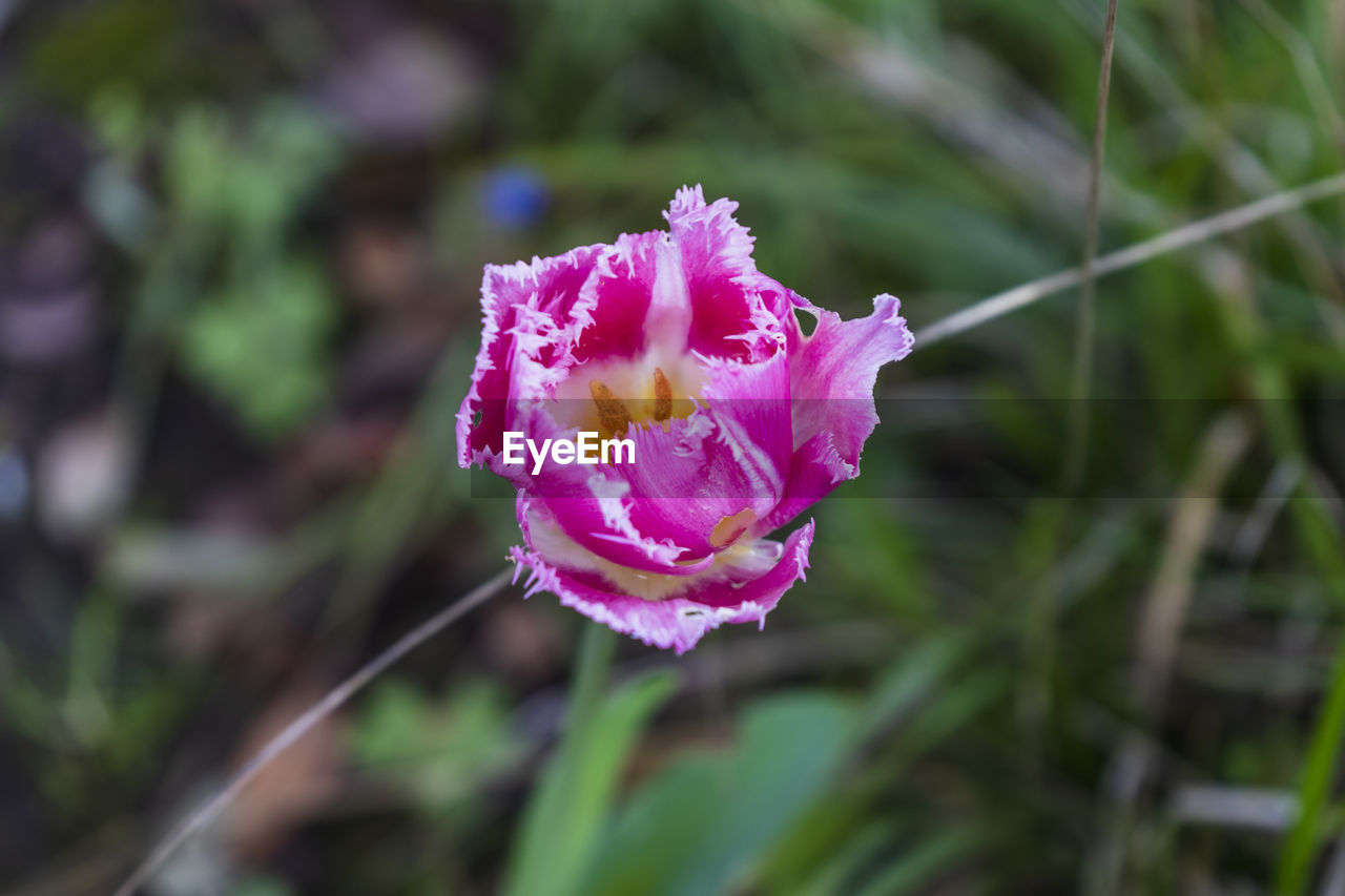 flowering plant, flower, plant, beauty in nature, freshness, pink, close-up, petal, nature, fragility, growth, purple, inflorescence, flower head, focus on foreground, no people, outdoors, botany, day, springtime, blossom, plant part, leaf, magenta, wildflower, water, selective focus