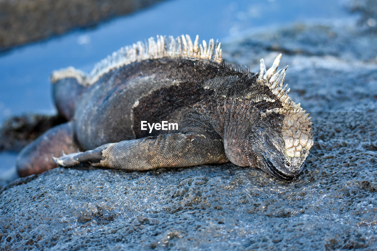 CLOSE-UP OF TURTLE ON ROCK