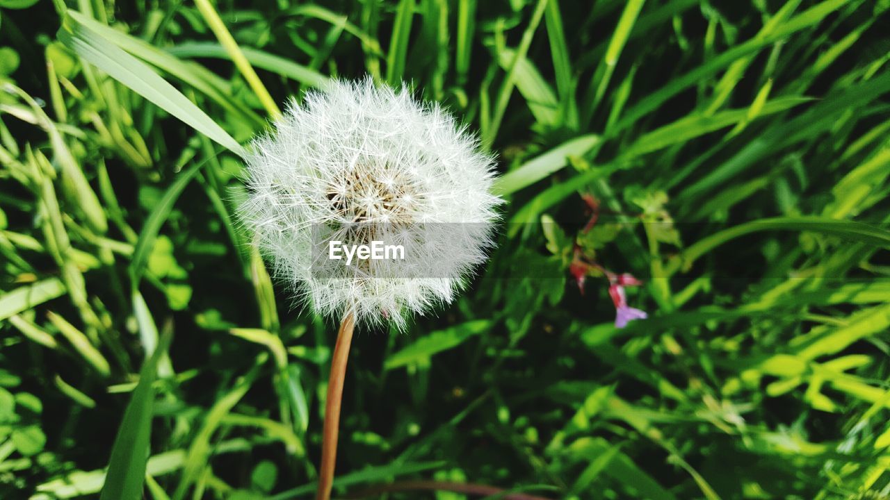 CLOSE-UP OF FRESH DANDELION BLOOMING IN FIELD