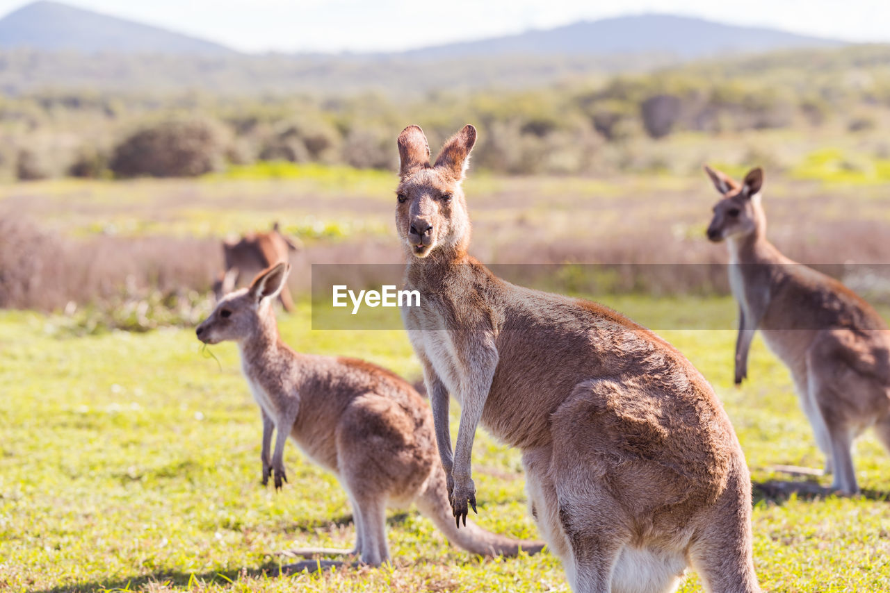 Kangaroo on a field