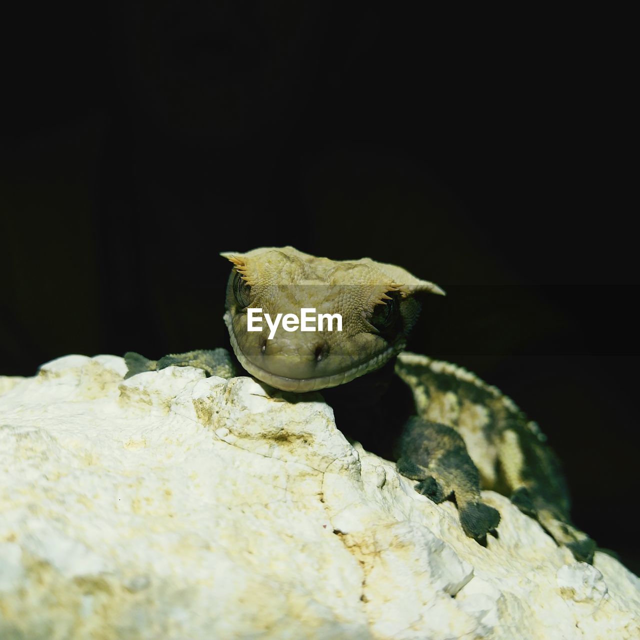 CLOSE-UP OF TURTLE ON ROCK AT NIGHT