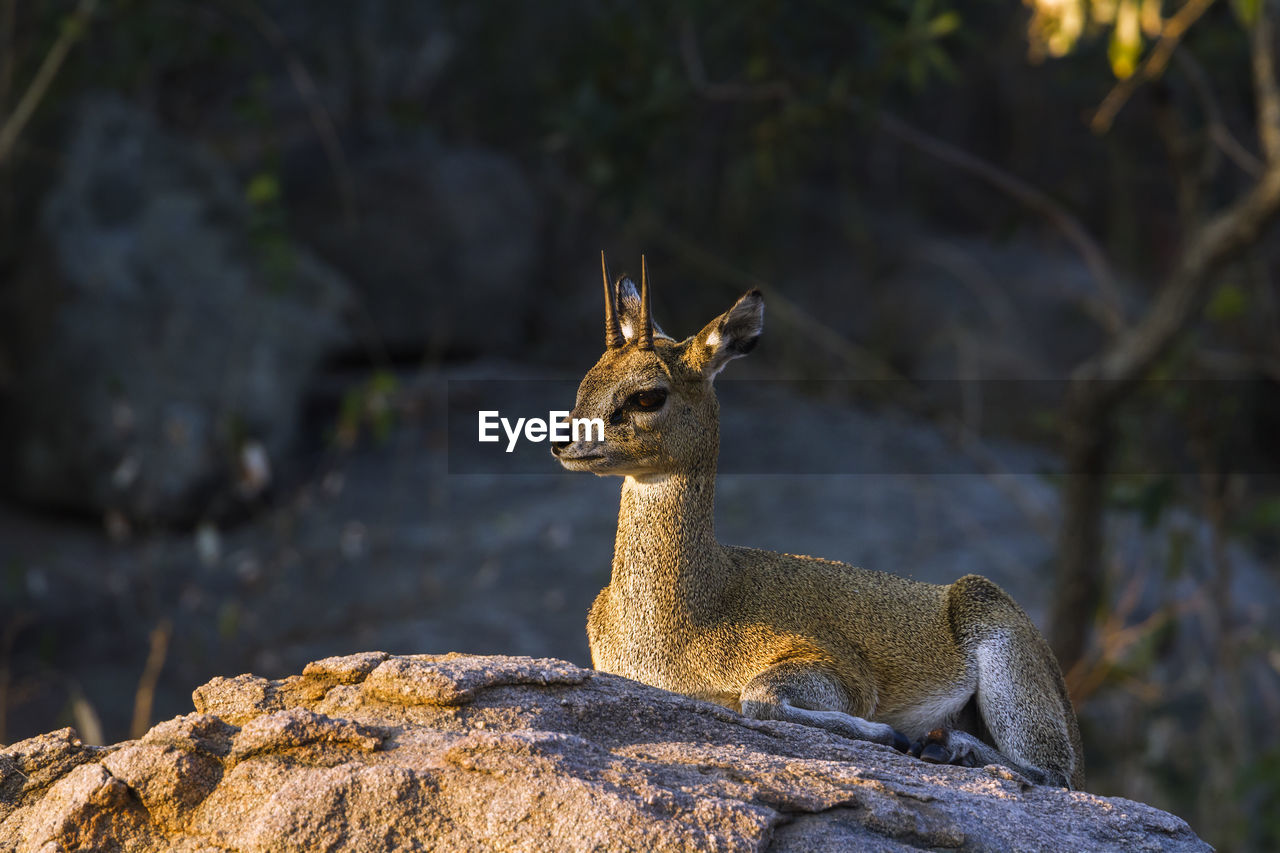 Deer sitting on rock