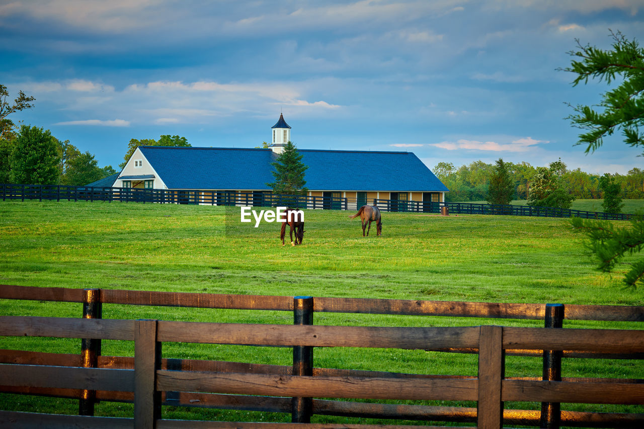 Horses grazing on land