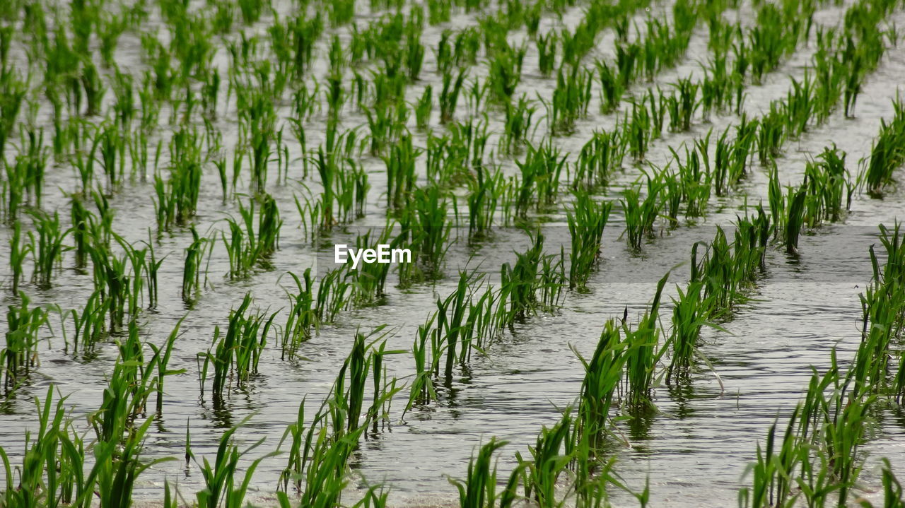 Scenic view of green landscape