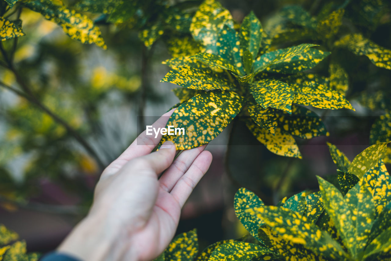 Cropped hand of woman touching leaf