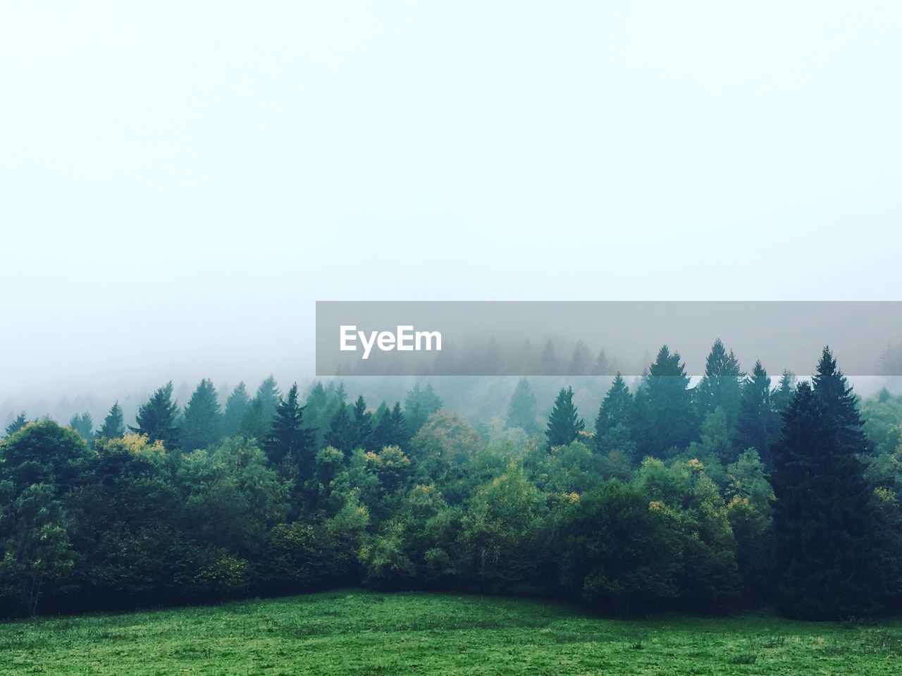 Scenic view of forest against sky