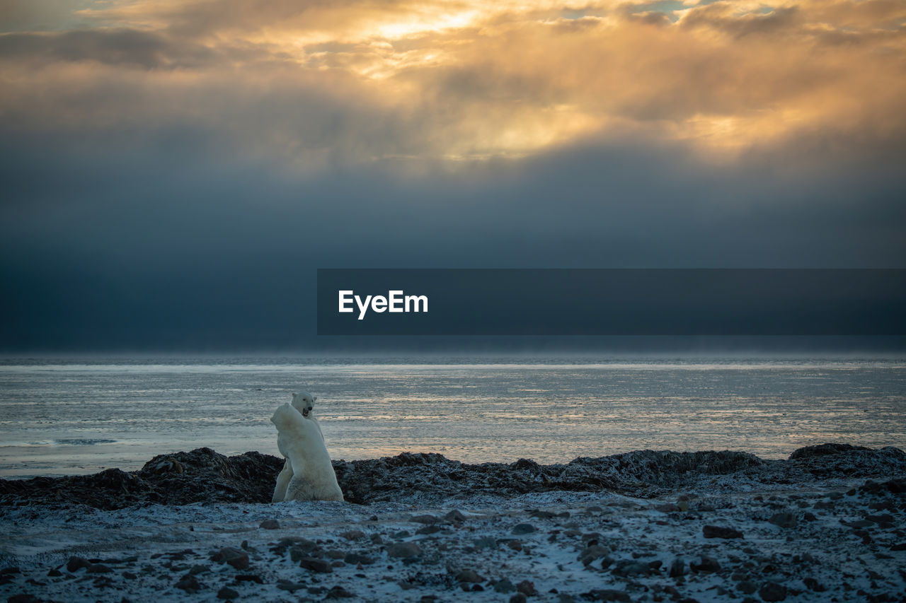 Polar bears wrestling on shoreline at dawn