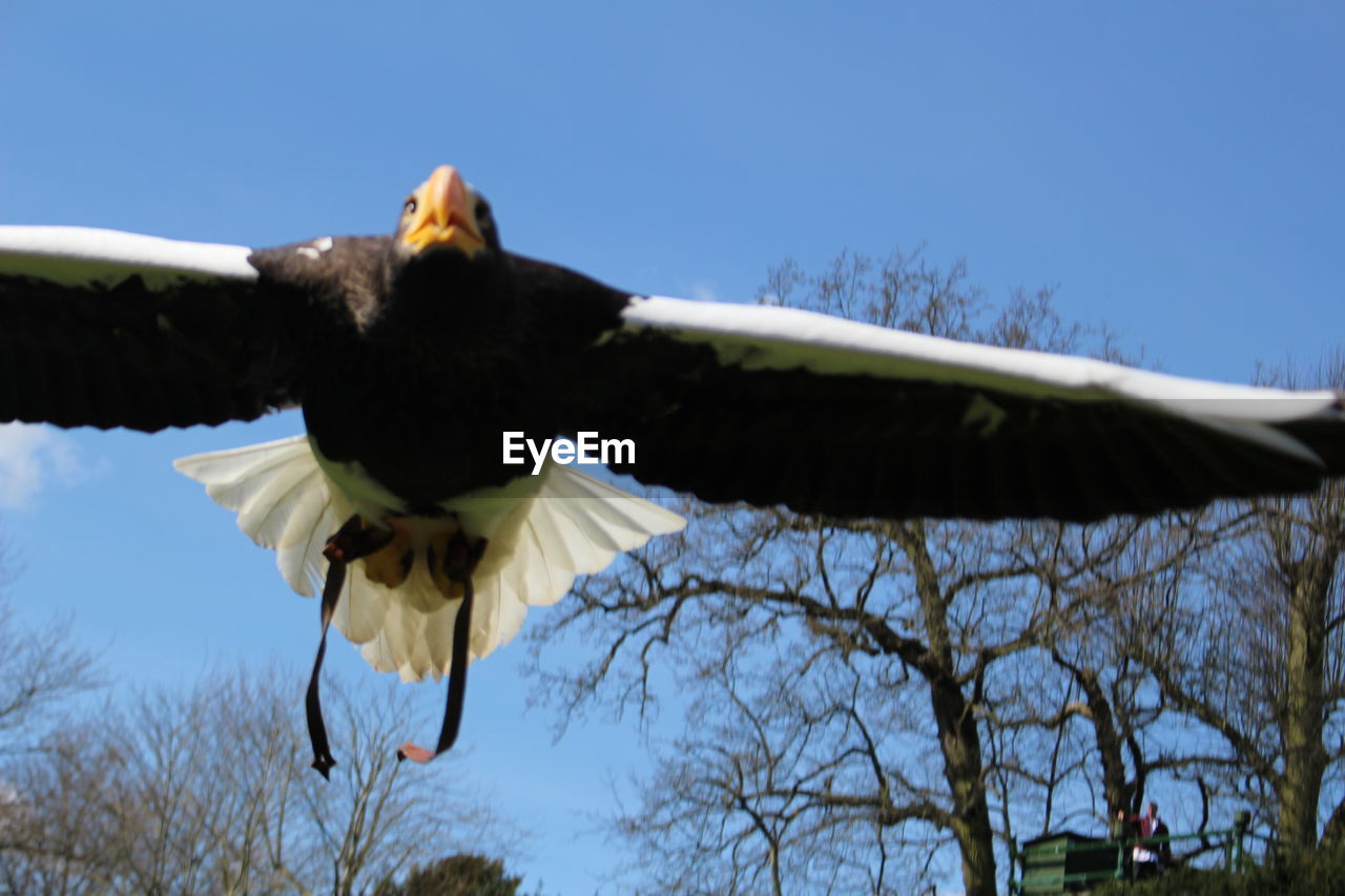 LOW ANGLE VIEW OF BIRD FLYING AGAINST SKY