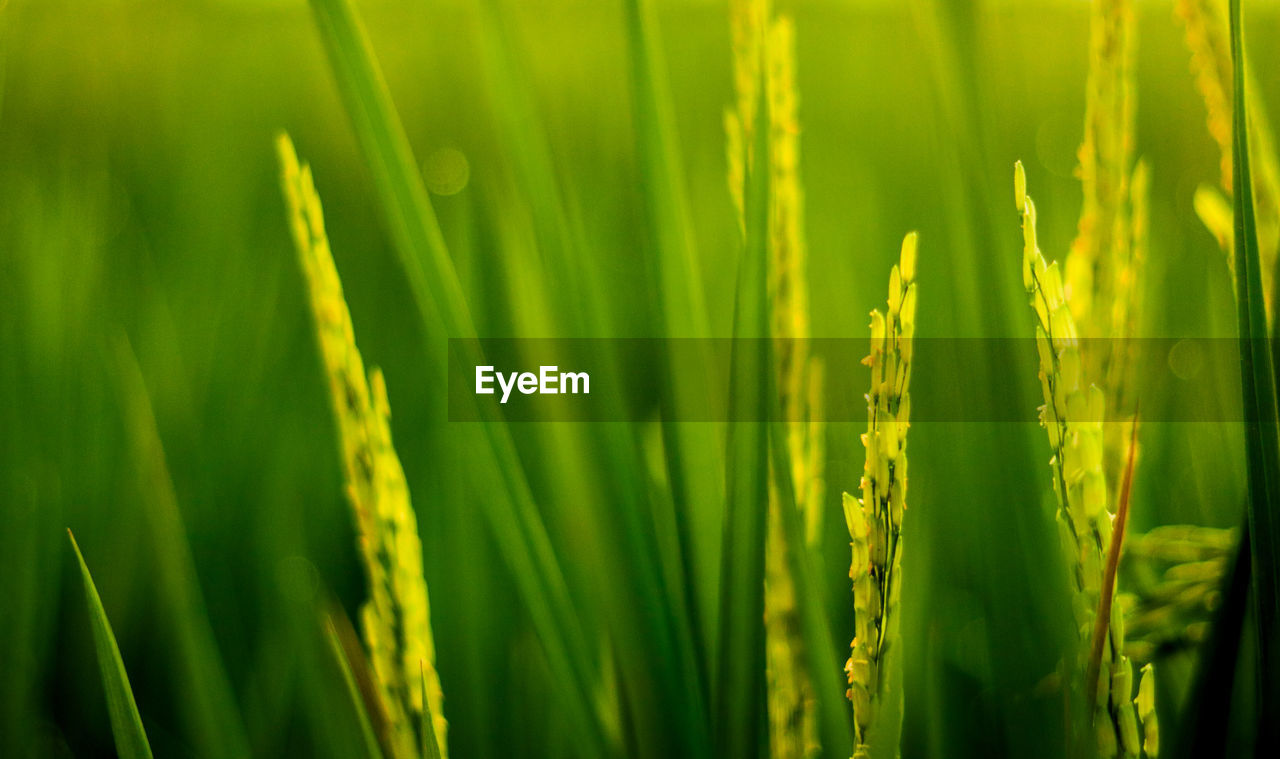 CLOSE-UP OF CORN FIELD