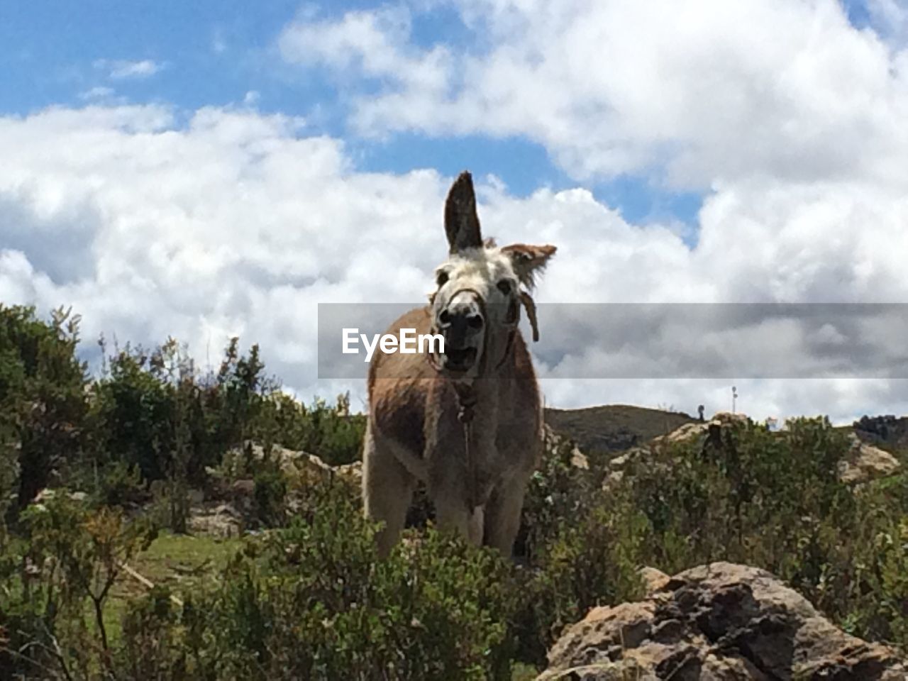 HORSE STANDING ON ROCK AGAINST SKY