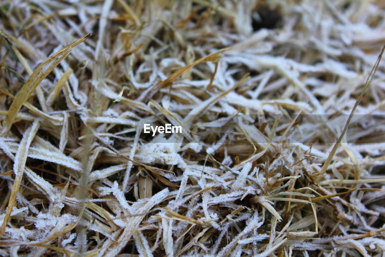 Full frame shot of frosted grass