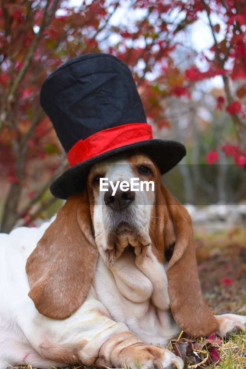 Portrait of dog wearing hat 