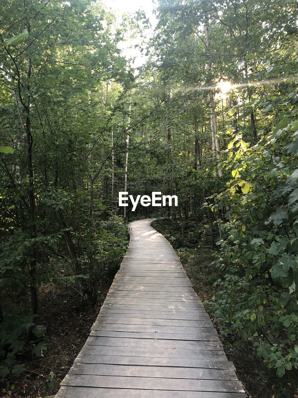 Boardwalk amidst trees in forest